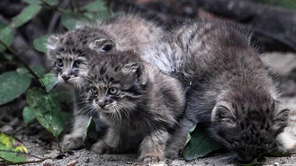 Краснокнижные котята манулы в Новосибирском зоопарке